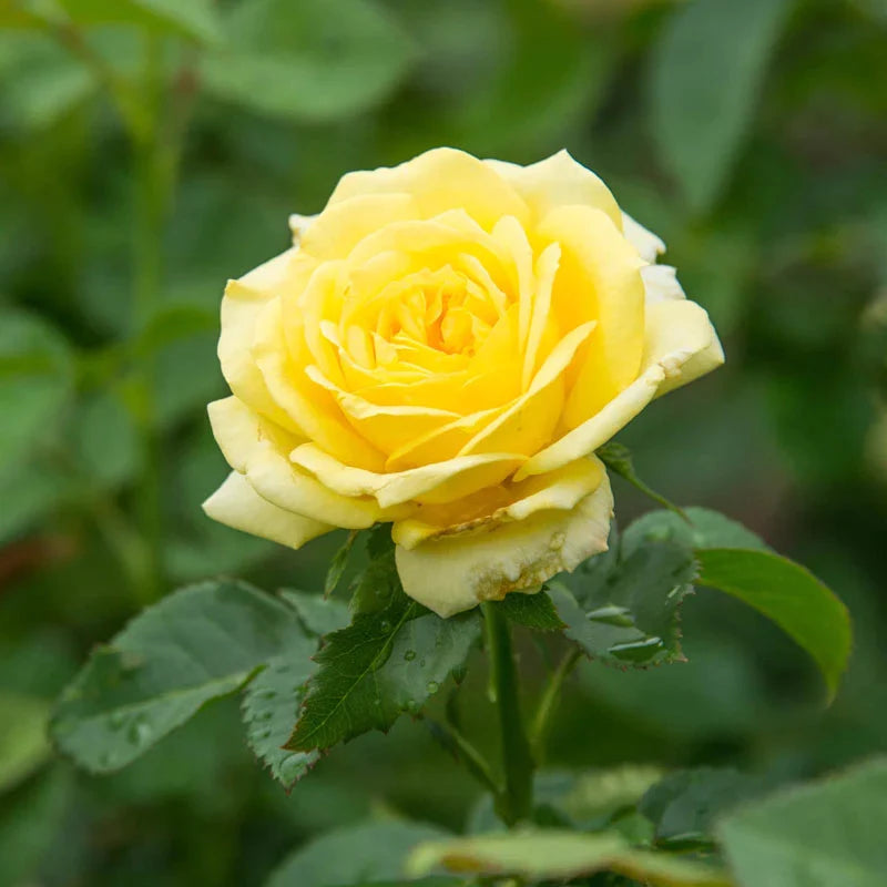 Yellow Freedom Rose