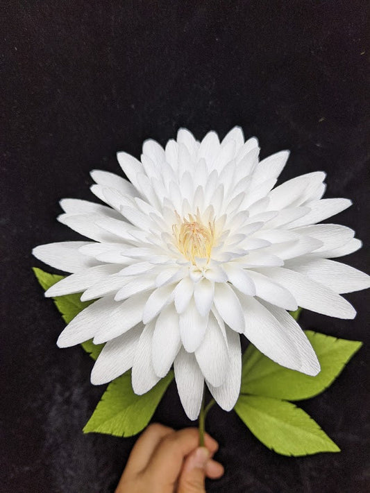 White Dahlia