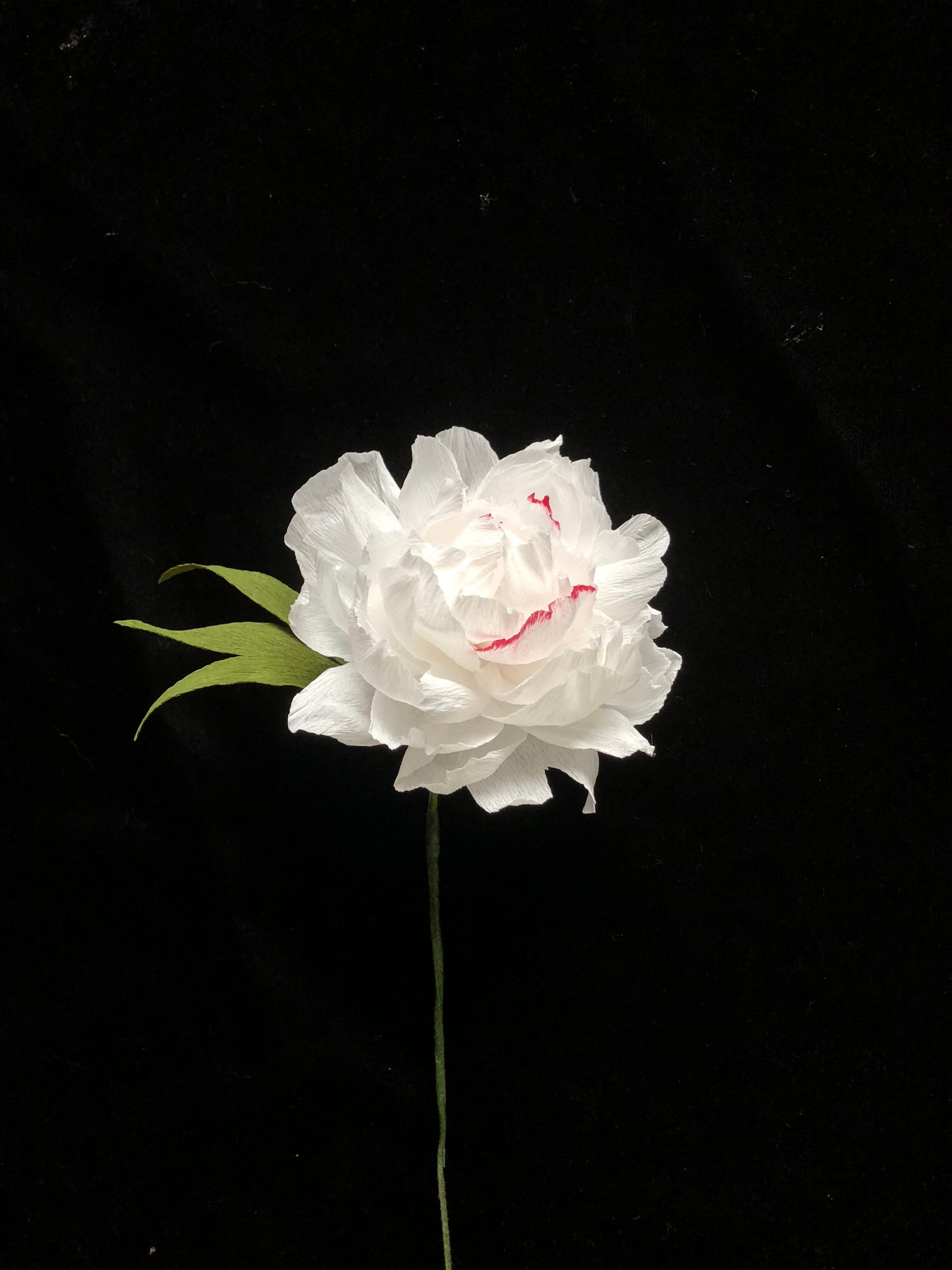 White Peony