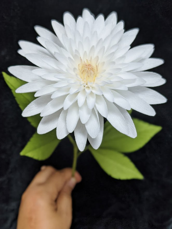 White Dahlia